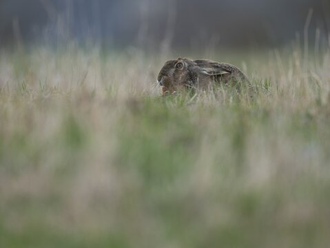 European hare (Lepus europaeus) lying in a meadow, wildlife, Thuringia, Germany