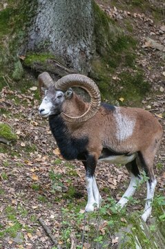 Artiodactyla, even-toed ungulate, mouflon, mouflon, mouflon, ovis gmelini musimon, cloven-hoofed, high size, portrait format, mammals, sheep, mammals, rams, game
