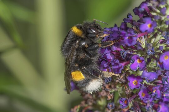 A close-up of a large earth bumblebee (Bombus terrestris) with a black and yellow body perched on a flower of the butterfly bush, Baden-W&uuml;rttemberg, Germany
