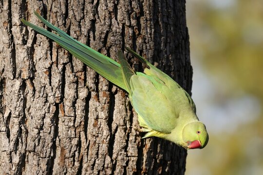 Rose-ringed parakeet (Psittacula krameri) hanging from a tree at the brood den, wildlife, Germany