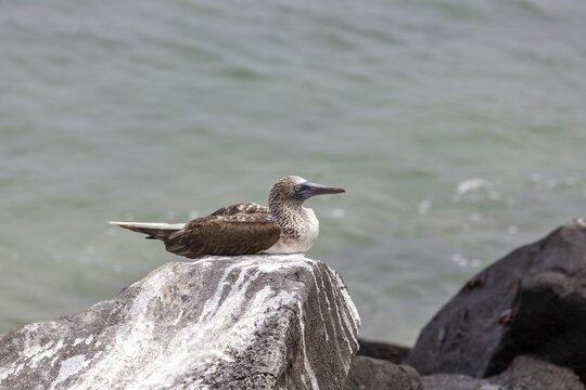 Blue-footed Booby (Sula nebouxii), San Cristobal, Galapagos, Ecuador