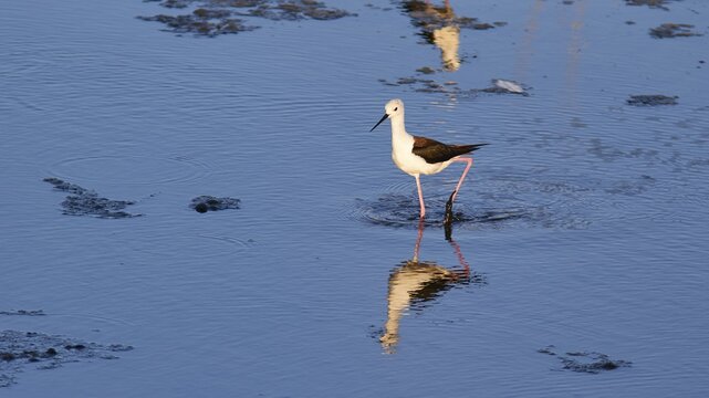 Stilt (Himantopus himantopus), A single bird stands in the water with its reflection, calm ambience, lagoon of Gialova, protected wetland, bird paradise, Navarino Bay, Pylos, Peloponnese, Greece