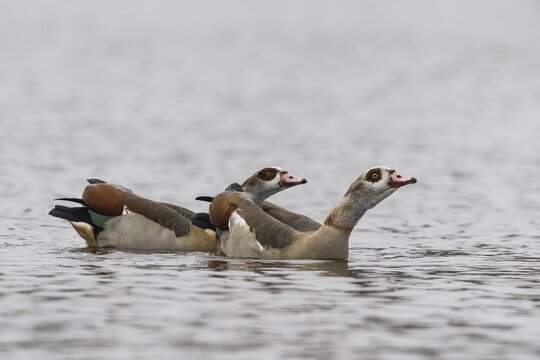 Egyptian geese (Alopochen aegyptiacus), swimming, Emsland, Lower Saxony, Germany