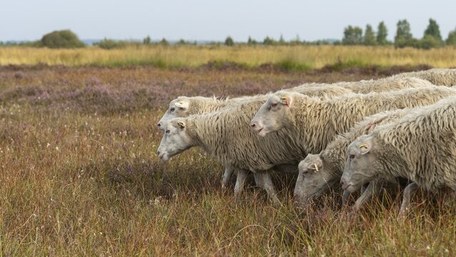 Flock of sheep in the Neust&auml;dter Moor, grazing, nature conservation, Wagenfeld, Lower Saxony, Germany