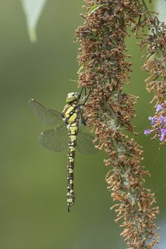 Southern hawker dragonfly (Aeshna cyanea) adult female insect resting on a Buddjela or Buddleia flower spike in summer, England, United Kingdom