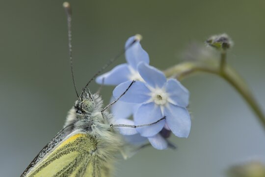 Green-veined white butterfly (Pieris napi) adult insect resting on garden Forget-me-not flowers in spring, England, United Kingdom