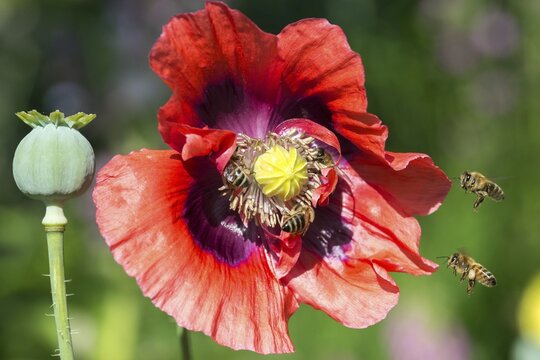 Apidae, Apis Mellifera, bees, bee willow, European honey bee, hymenoptera, western honey bee, honey bee, honey bee, honeybee, insects, wild bees
