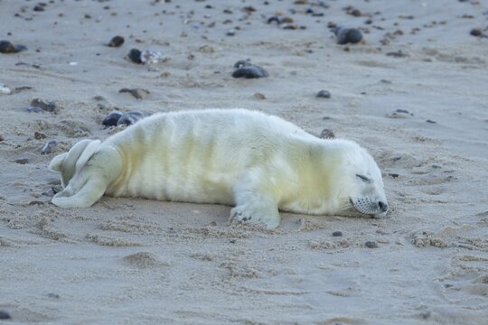 Atlantic grey seal (Halichoerus grypus) juvenile baby pup animal sleeping on a seaside beach in winter, England, United Kingdom
