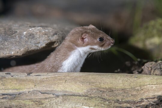 Carnivora, least weasel, mouse weasel, mustela nivalis, predators, mammals, raptors, mammals