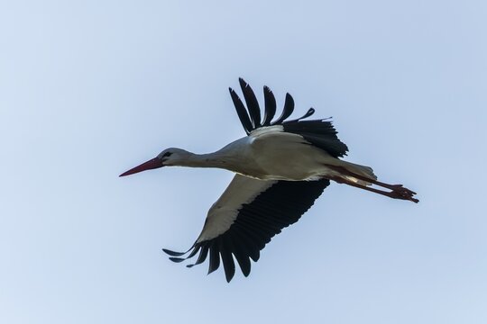 Stork gliding through the air with large, outstretched wings in the sky, white stork (Ciconia ciconia), wildlife, Germany