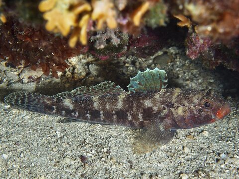 A well-camouflaged fish with a striking red mouth, the red-mouthed goby (Gobius cruentatus), rests on the seabed at the Hausriff dive site, Stoja, Pula, Croatia, Mediterranean Sea