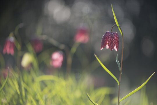 Snake's Head Fritillary (Fritillaria meleagris), Emsland, Lower Saxony, Germany