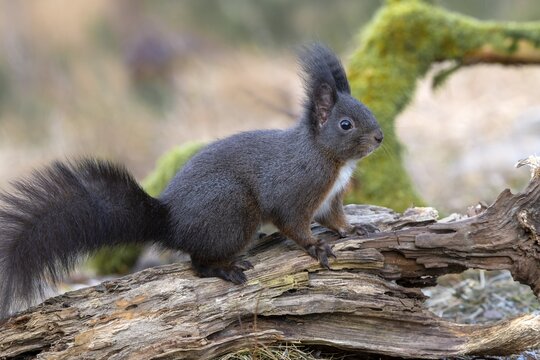 Eurasian red squirrel (Sciurus vulgaris), dark phase, side view, sitting on one root, Tyrol, Austria