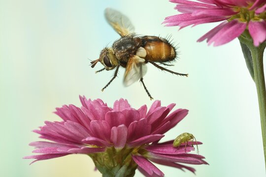 Tachina fera (Tachina fera), in flight, on Margerite (Leucanthemum), Germany