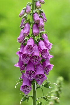 Foxglove Common foxglove (Digitalis purpurea), poisonous, Sasbachwalden, Black Forest, Baden-W&uuml;rttemberg, Germany