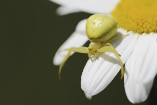 Goldenrod crab spider (Misumena vatia), female on the flower of a daisy (Leucanthemum vulgare, Chrysanthemum leucanthemum), North Rhine-Westphalia, Germany