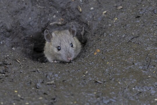 European brown rat (Rattus norvegicus) adult animal emerging from its burrow hole entrance, England, United Kingdom