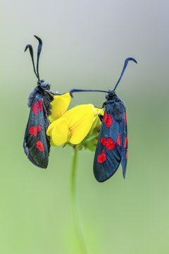 Six-spot burnet (Zygaena filipendulae), Goldenstedt, Lower Saxony, Germany