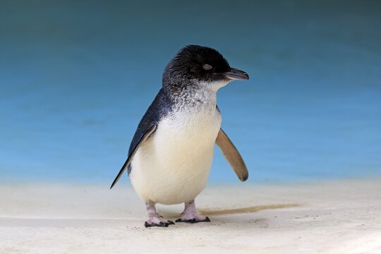 Little penguin (Eudyptula minor), adult on the beach, Kangaroo Island, South Australia, Australia