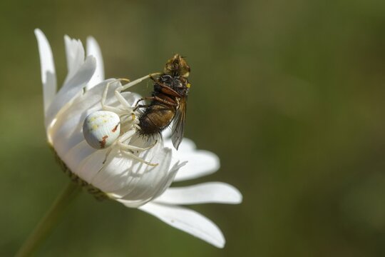 Arachnida, Misumena vatia, arachnids, variable crab spider, arthropod, prey, flower spider, arthropods, Goldenrod Crab Spider, hunting, crab spider, spiders, spiders