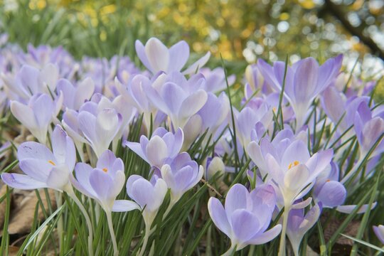 Early Crocus (Crocus tommasinianus), Emsland region, Lower Saxony, Germany