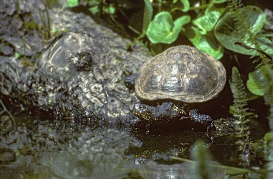 Emys Orbicularis, European Pond Terrapin, European Pond Tortoise, European Pond Turtle, European Pond Turtle, Critters, FFH, Reptilia, Reptilia, Reptiles, Turtles, Mirror Image, Swamp Turtle, Tortoise, Turtles
