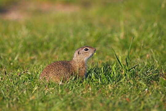 European ground squirrel or common ground squirrel (Spermophilus citellus) with a flower of lupine (Medicago lupulina) in its mouth in a meadow in the evening light, Balaton Uplands National Park, Balaton Felvid&eacute;ki Nemzeti Park, Balaton, Lake Balaton, Hungary