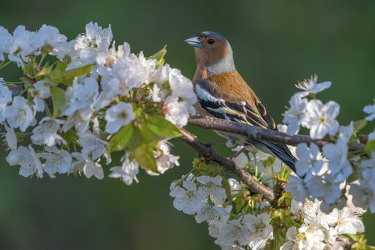 Chaffinch, fringilla coelebs, fruit tree blossoms, birds, spring, male, passeri, songbirds, song birds, jump, birds