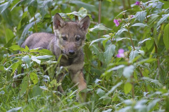 Gray wolf (Canis lupus), young animals, pups, offspring, Neuhaus, Lower Saxony, Germany
