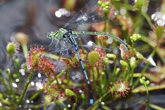 Oblong-leaved sundew with captured horseshoe azure juniper (Drosera intermedia), (Coenagrion puella), Bavaria, Germany