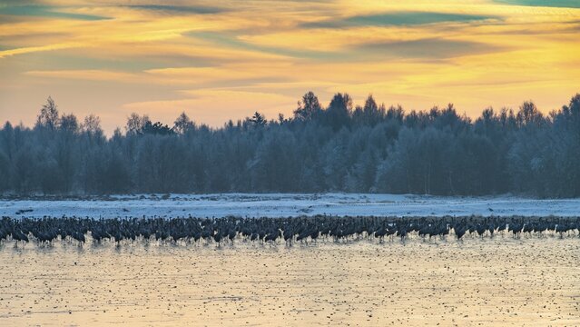 Cranes (Grus grus) roosting on the ice in the moor, Goldenstedt, Lower Saxony, Germany