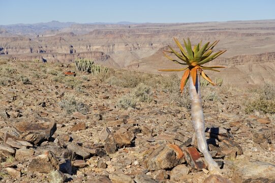 Young Quiver Tree (Aloe dichotoma) at Fish River Canyon, Namibia, Africa