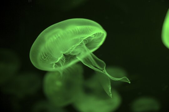 Moon jellyfish (Aurelia aurita) in a tank of the Bang Saen Aquarium, Chonburi Province, Thailand