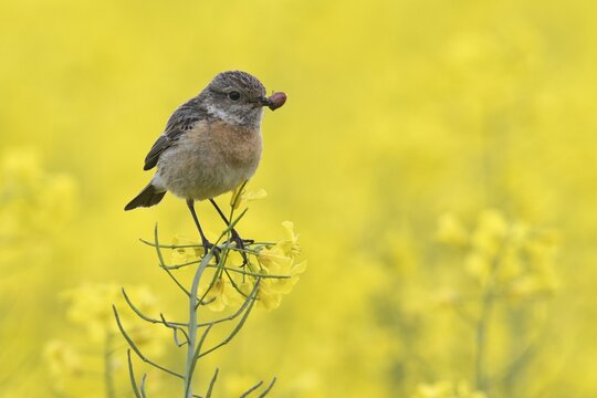 Stonechat (Saxicola rubescens), female in a rape field, Emsland, Lower Saxony, Germany