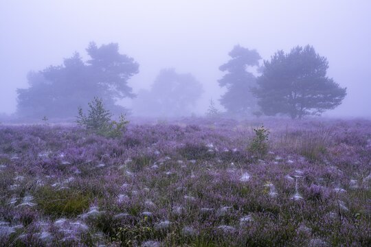 Flowering heather (Calluna vulgaris) with pine trees on a foggy morning in the Ahlhorner Heide, Ahlhorn, Lower Saxony, Germany