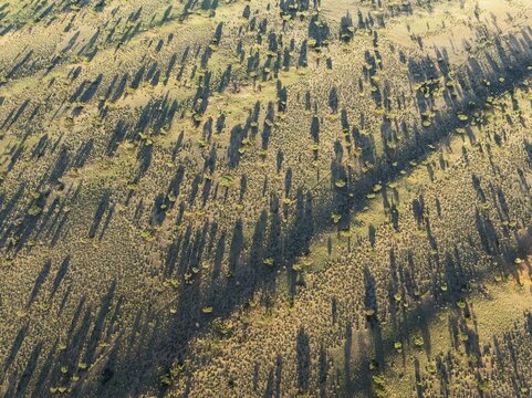 Parallel, linear sand dunes grown with camelthorn trees (Vachellia erioloba) in the Kalahari Desert. During the rainy season with green vegetation. Aerial view. Drone shot. Namibia