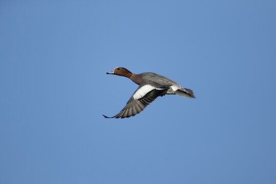 Eurasian wigeon (Mareca penelope) adult male duck bird in flight, Norfolk, England, United Kingdom