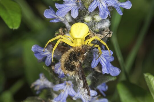 A Goldenrod crab spider (Misumena vatia) sucking a woolly adder on a Blue bugle flower, Baden-W&uuml;rttemberg, Germany