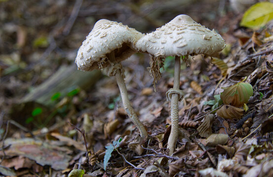Zwei gro&szlig;e Riesenschirmlinge auf herbstlichem Waldboden im Detail
