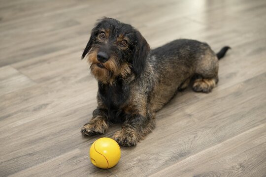 Rough-haired dachshund, male, 3 years, lying with ball, yellow, on parquet, head tilted, calls for play, Stuttgart, Baden-W&uuml;rttemberg, Germany