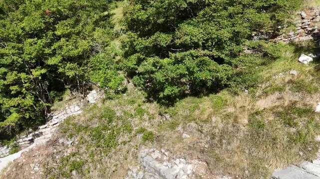Ripresa aerea di un ripido pendio montano con fitta vegetazione, alberi verdi e rocce affioranti lungo un sentiero naturalistico ad alta quota