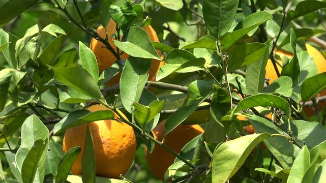 4K Orange Fruits in Orchard, Harvest in Tree, Fresh Juicy Tropical Citrus Fruits