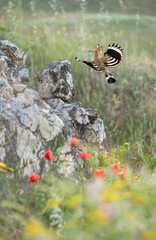 Eurasian Hoopoe in flight with wildflowers in the foreground, Upupa epops, Bulgaria © Quarterland Photos