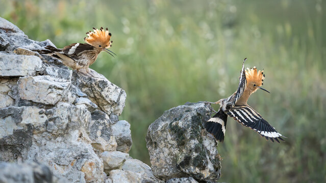 Eurasian Hoopoe chasing another away from its nest, Upupa epops, Bulgaria