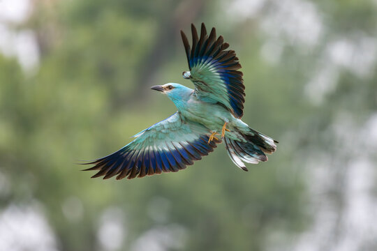 European Roller, Coracias garrulus, in flight, Bulgaria