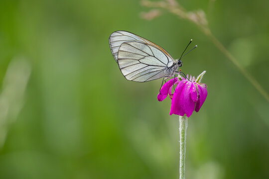 Black-veined White butterfly, Aporia crataegi, perched on Rose Campion flower, Bulgaria