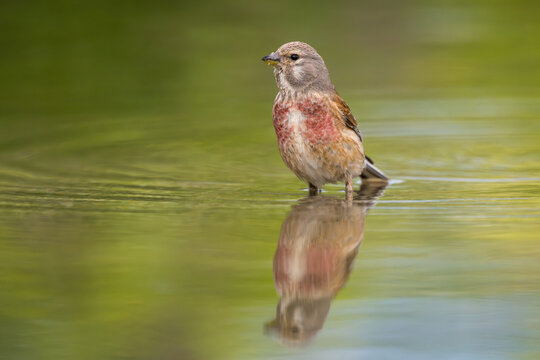 Eurasian Linnet, Linaria cannabina, Bulgaria