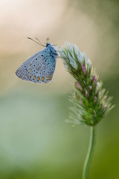 Common Blue butterfly, Polyommatus icarus, Bulgaria