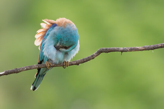 European Roller, Coracias garrulus, preening its feathers, Bulgaria