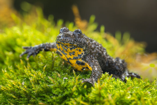 Yellow bellied Toad, Bombina variegata, Bulgaria